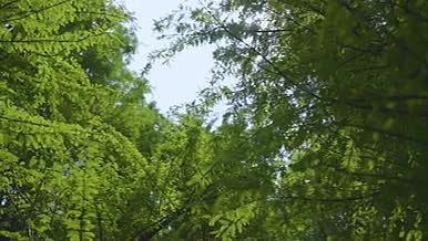 春天池杉树木植物清晨成长逆光细节治愈视频的预览图